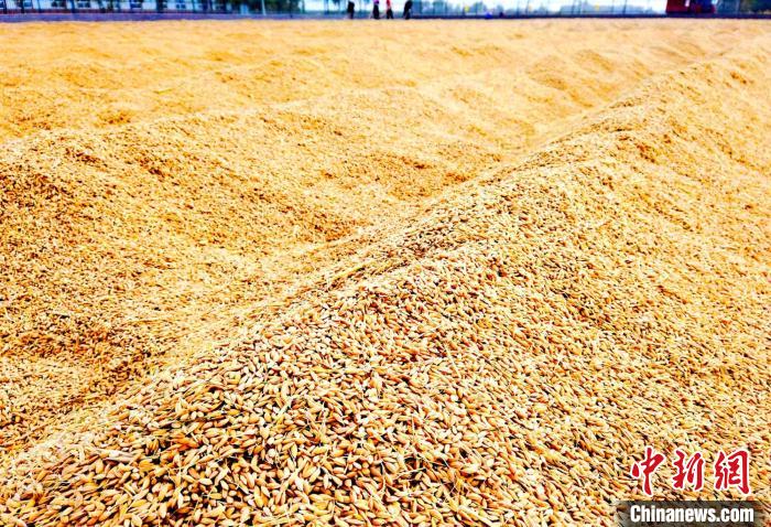 阿拉尔市利用天山雪水，引导职工绿色种植，生产打造的“天山雪米”“羊脂籽米”等水稻俏销国内市场。　王诚 摄